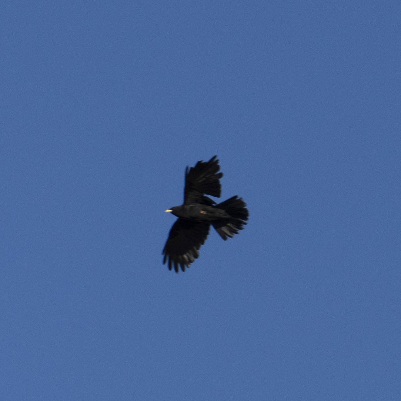 Yellow-billed Chough